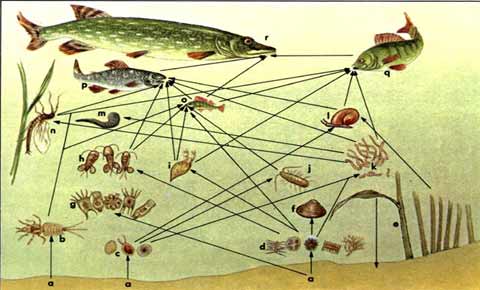 Пищевая пирамида и сеть